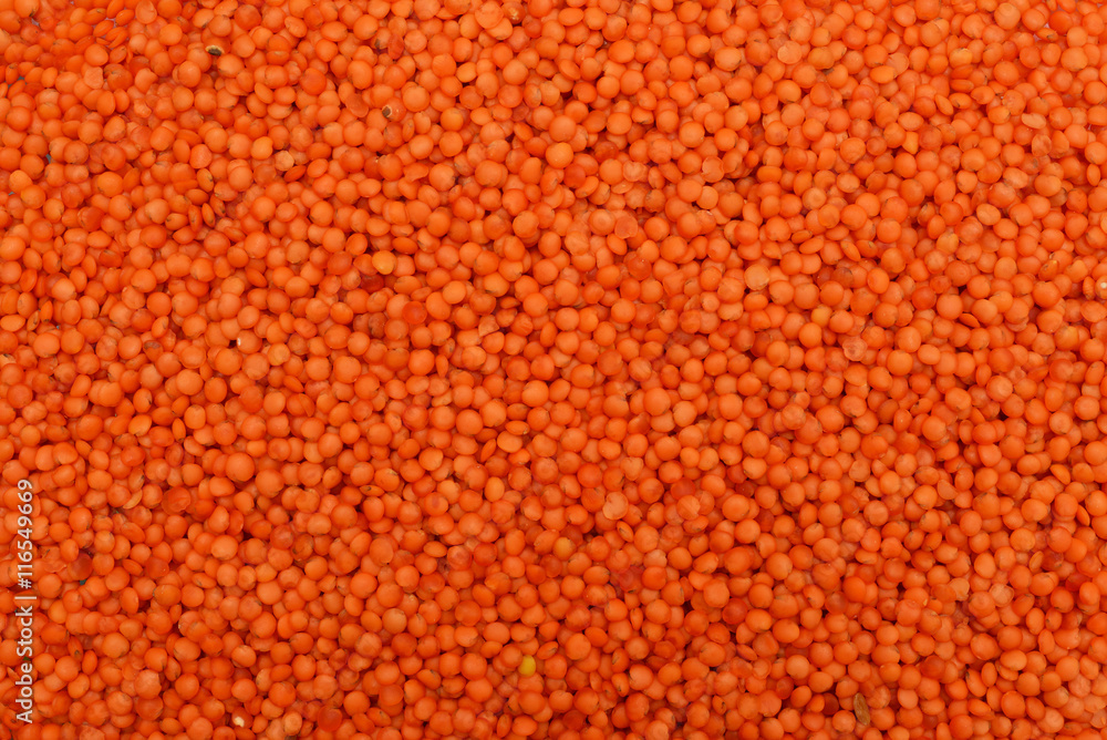red lentil seeds texture red lentil seeds texture