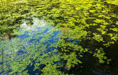 Fototapeta Naklejka Na Ścianę i Meble -  Green duckweed slime on the swamp - nature background