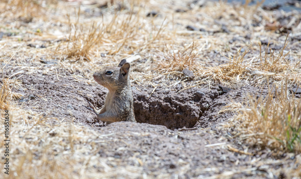 Αυτοκόλλητο California Ground Squirrel Peeking Out of its Burrow