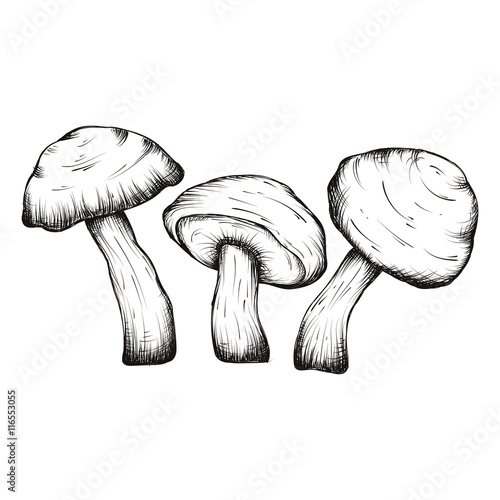 vector hand drawn illustrations of mushrooms set