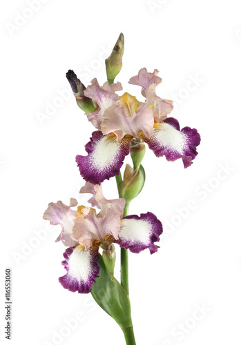 Flowers irises  isolated on white background