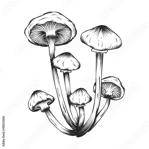 vector hand drawn illustrations of mushrooms set