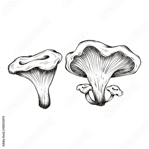 vector hand drawn illustrations of mushrooms set