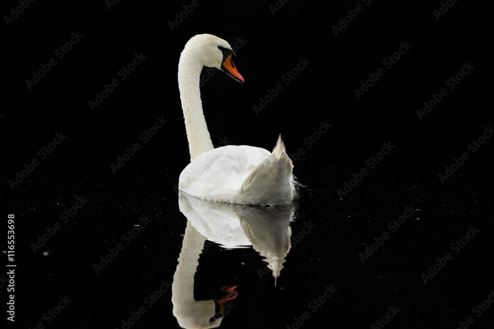 Obraz premium Schwan auf schwarzem Wasser