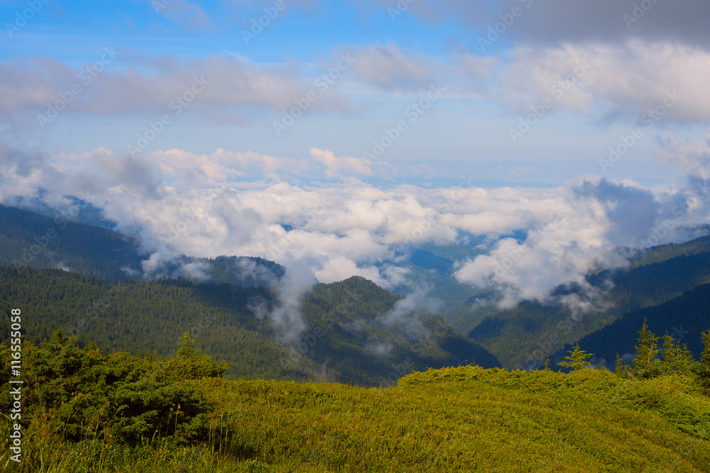 Clouds over the mountains covered with pine forest