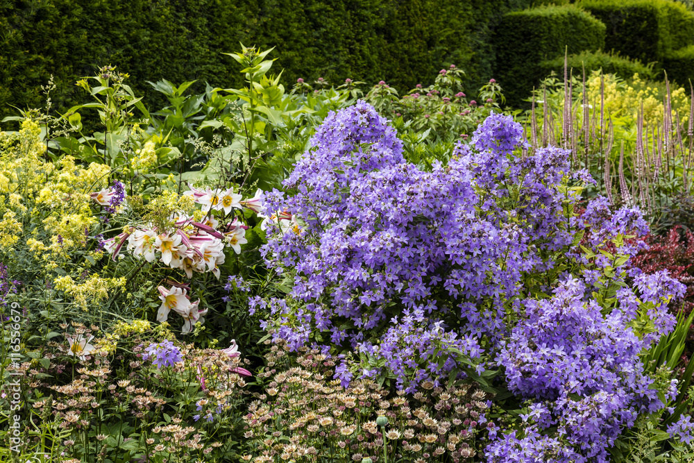 Obraz premium Summer flowers lilies, campanula and astrantia in a well stocked herbaceous border.