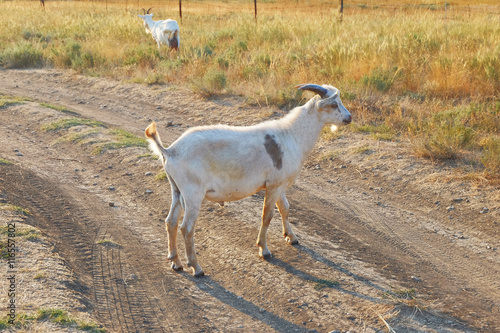 Fototapeta Naklejka Na Ścianę i Meble -  White goat standing at full height side view on the road.