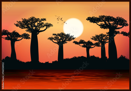 Papier peint baobab trees