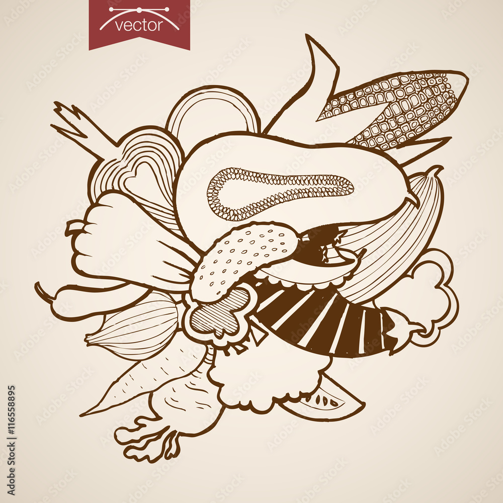 Fototapeta premium Engraving vintage hand drawn vector vegetable pumpkin bow Sketch