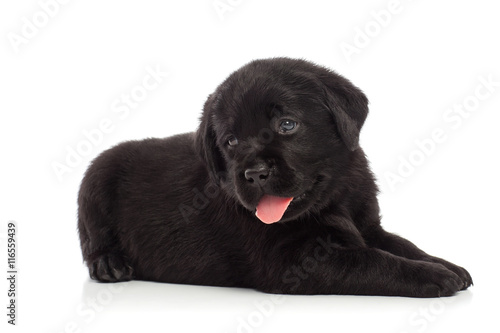 Labrador puppy, isolated on white