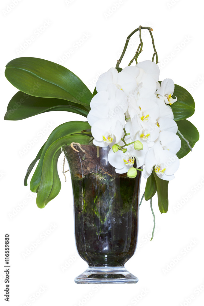 Naklejka premium Biała orchidea w szklanym naczyniu