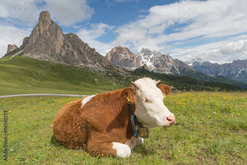 brown cow on the background of the Alps in Italy photo