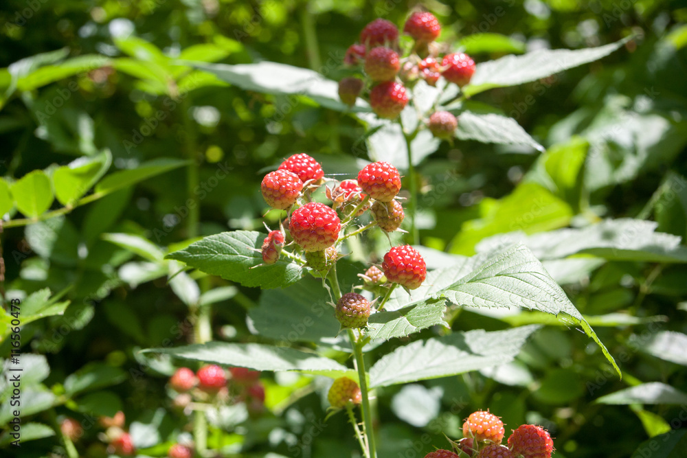 Raspberry plant Raspberry plant
