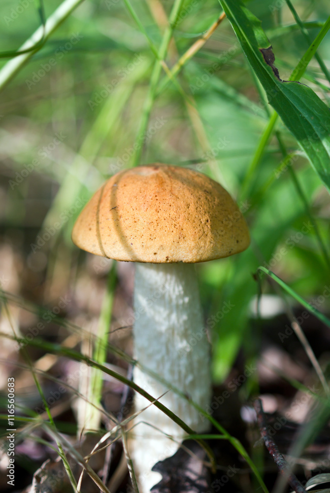 Beautiful mushroom boletus growing in the forest Beautiful mushroom boletus growing in the forest