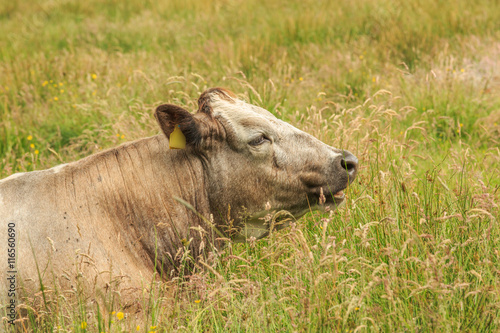 Closeup of a Cowhead of a resting cow in a green natural meadow with with long grass © photodigitaal.nl