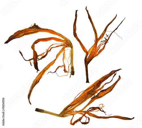 bizarre curved extruded dried lily petals