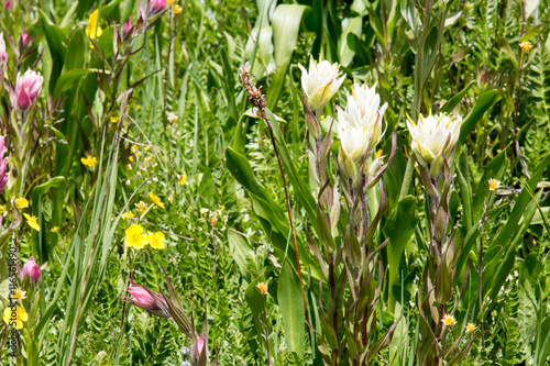 White paintbrush wildflowers in Colorado photo