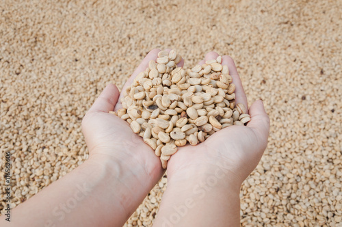 fresh dry coffee beans in women farmer hand