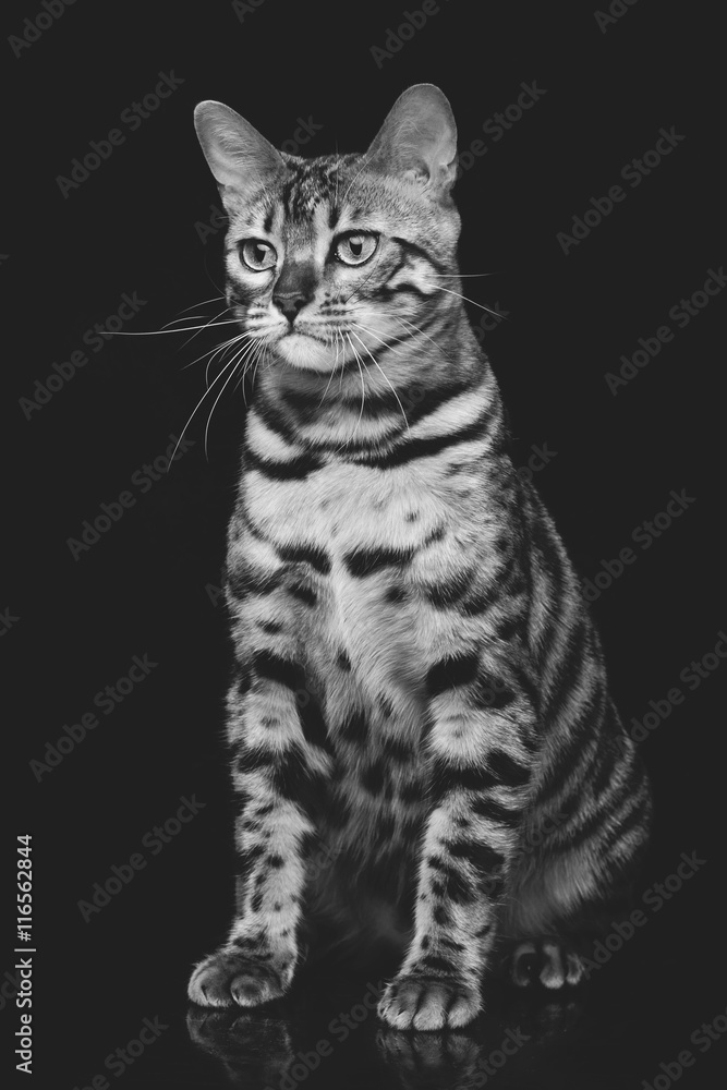 Obraz premium Beautiful bengal cat