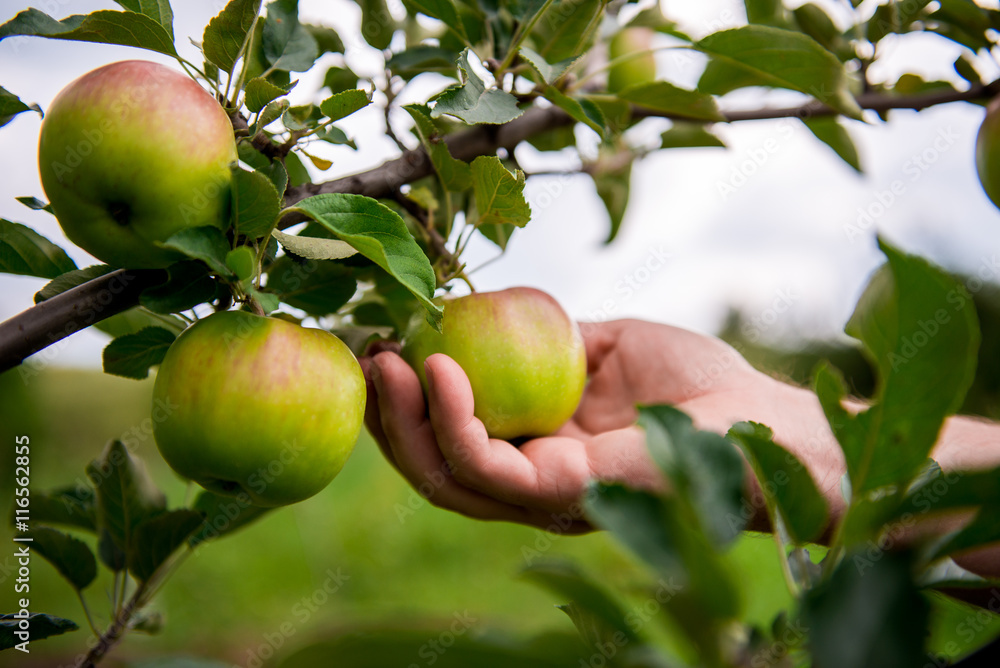 Gardener hand picking green apple Gardener hand picking green apple