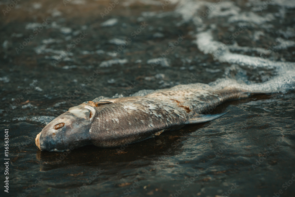 Fototapeta premium Bloated, dead, poisoned fish lies on the bank of the river. Environmental pollution. The impact of toxic emissions in the aquatic environment.