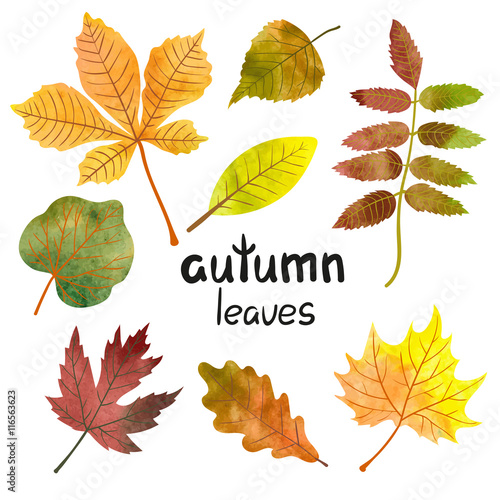 Watercolor autumn leaves set. Vector collection of colorful maple, oak, rowan, poplar, chestnut leaves. 