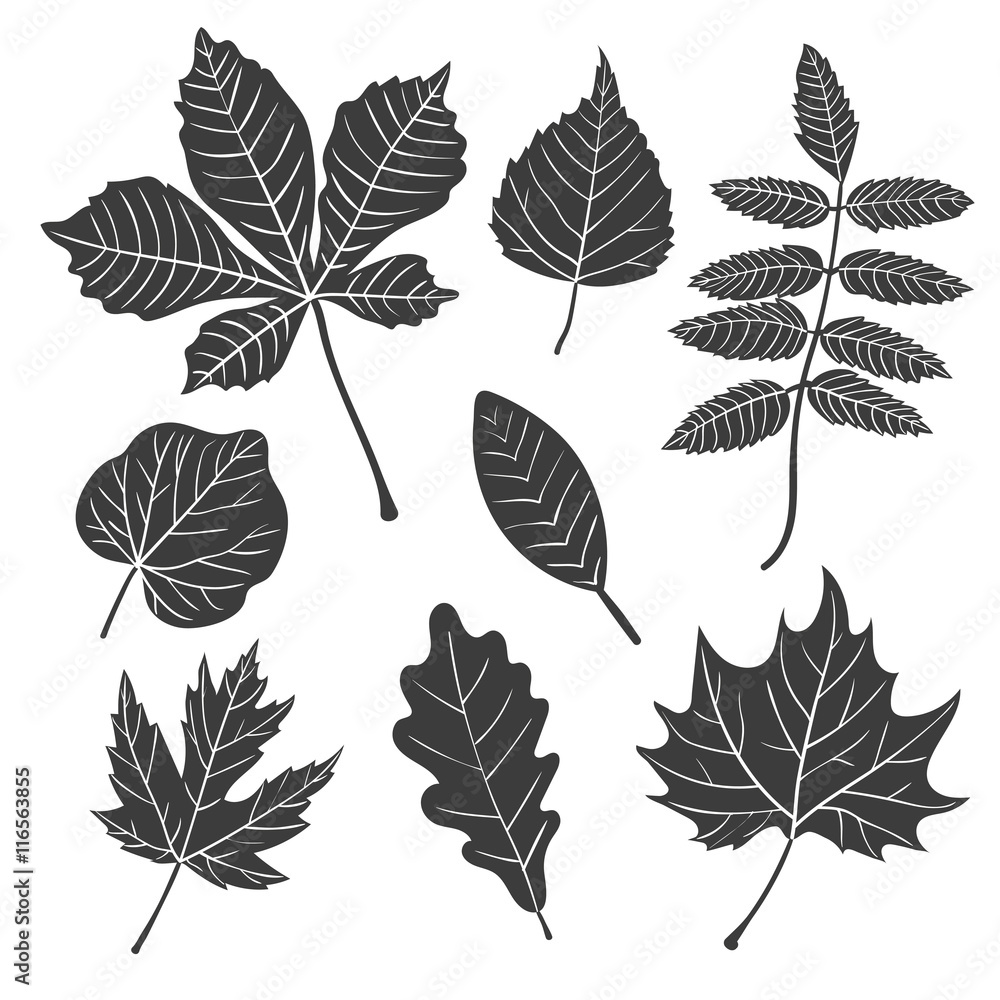 Fototapeta premium Vector leaves set. Collection of black leaf silhouettes - maple, oak, chestnut, poplar, rowan. 