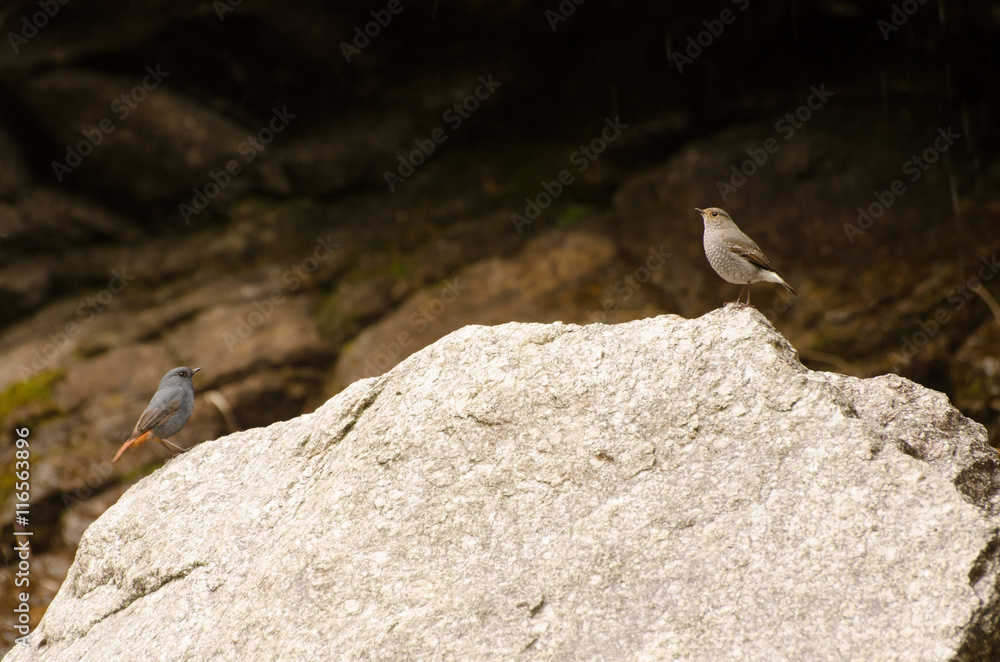 two birds on the rock two birds on the rock