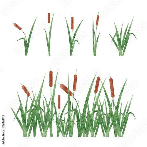 Watercolor reeds set. Design elements isolated on white background.