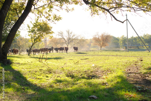 Landscape with herdsman herding cows in willage