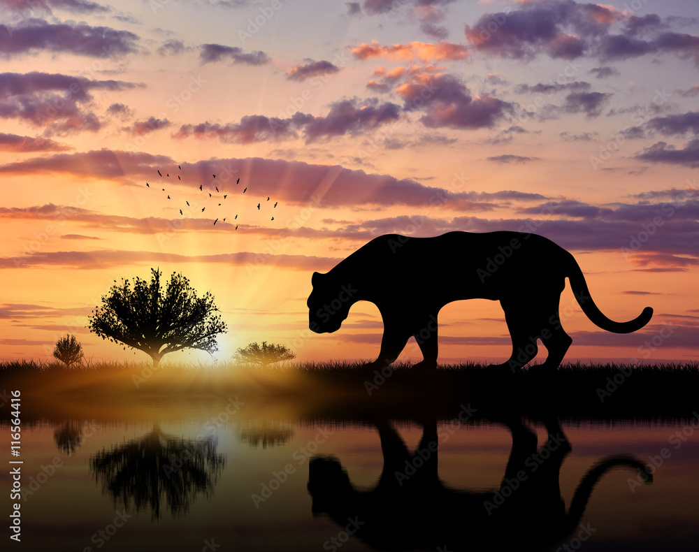Naklejka premium Jaguar wild animal hunts at sunset