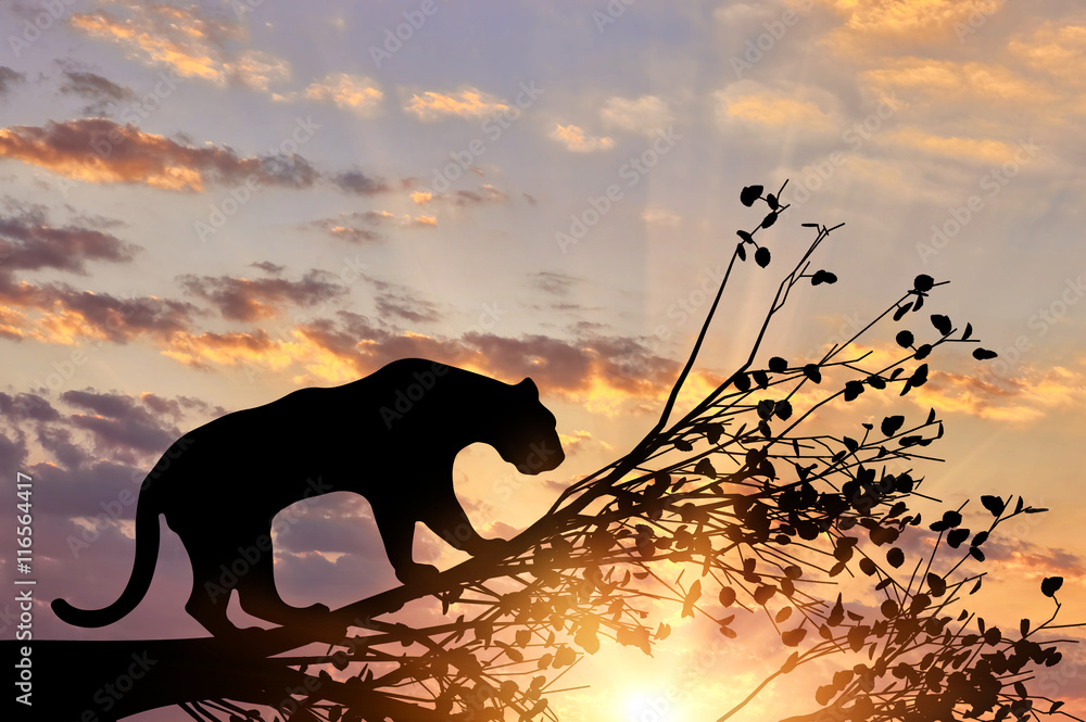 Jaguar animal from a tree - obrazy, fototapety, plakaty 
