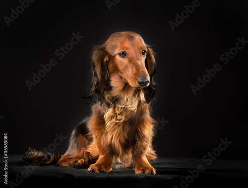 Longhaired dachshund