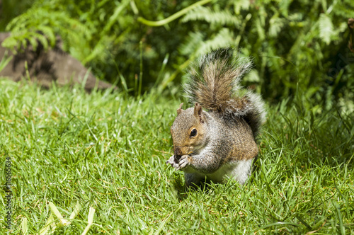 Grey Squirrel.