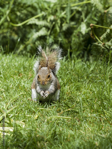 Grey Squirrel.