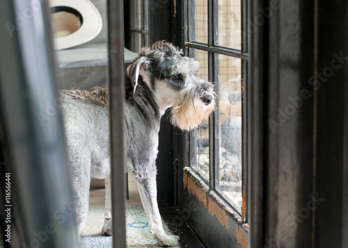 Dog cafe, Portrait of Schnauzer