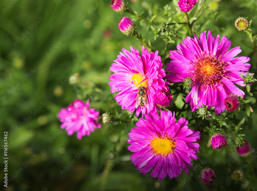 Fototapeta premium Autumn background with alpine aster