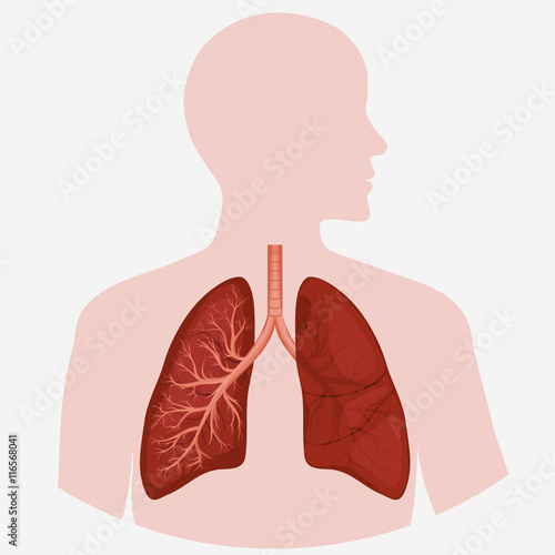 Human Lung anatomy diagram