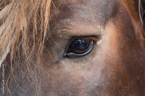 Eye thoroughbred brown horse close up. Animals