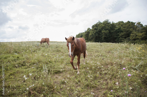 beautiful horses grazing © tamarabegucheva