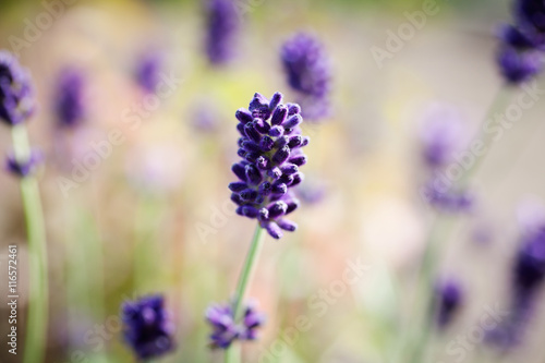 Fototapeta Naklejka Na Ścianę i Meble -  Fresh lavender