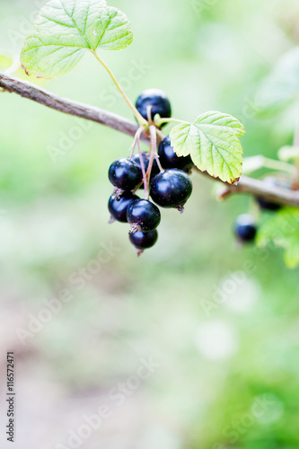 Blackcurrant