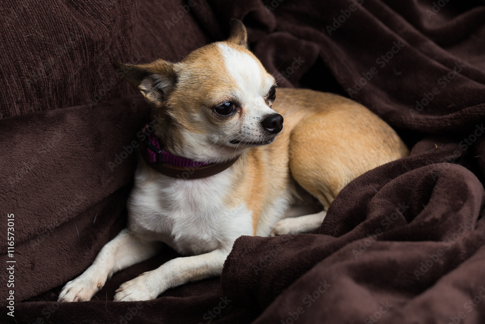 Small chihuahua dog at home