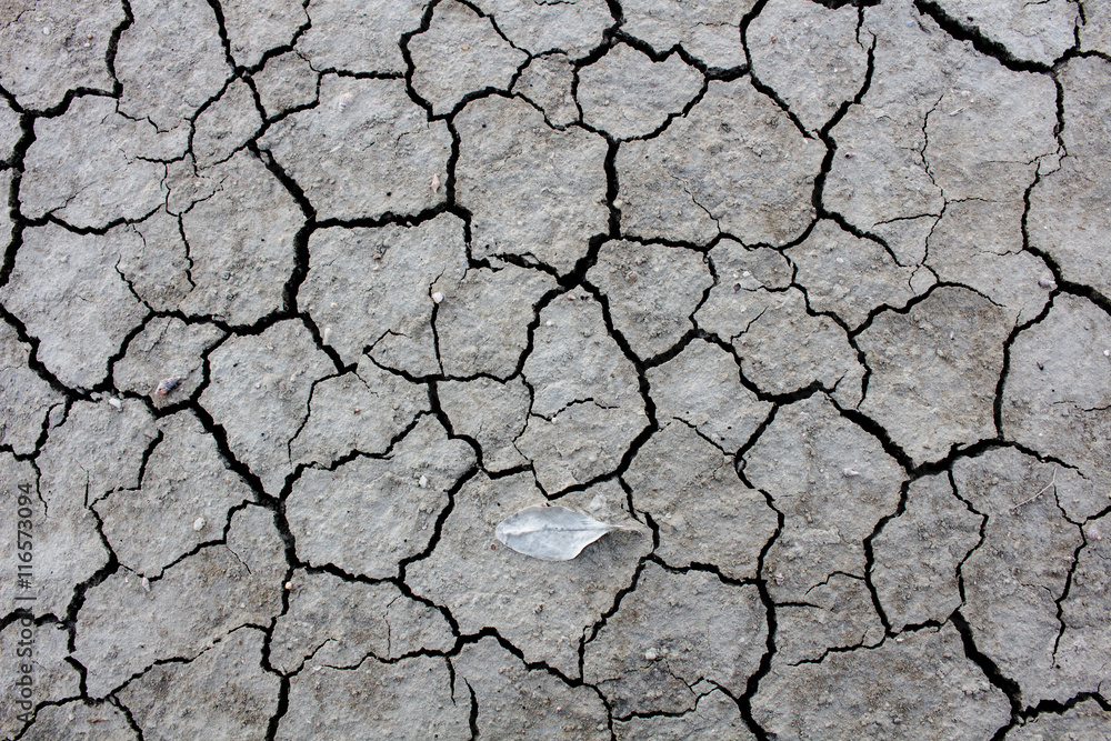 The Dry cracked ground surface for background. The Dry cracked ground surface for background.