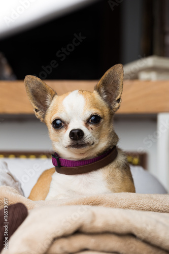Small chihuahua dog at home