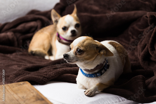 Two small chihuahuas indoors