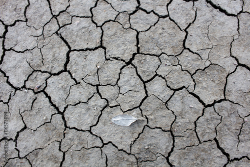 The Dry cracked ground surface for background.
