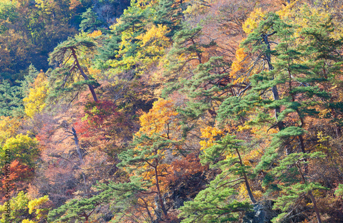 Colourful of Autumn tree forest at high mountain