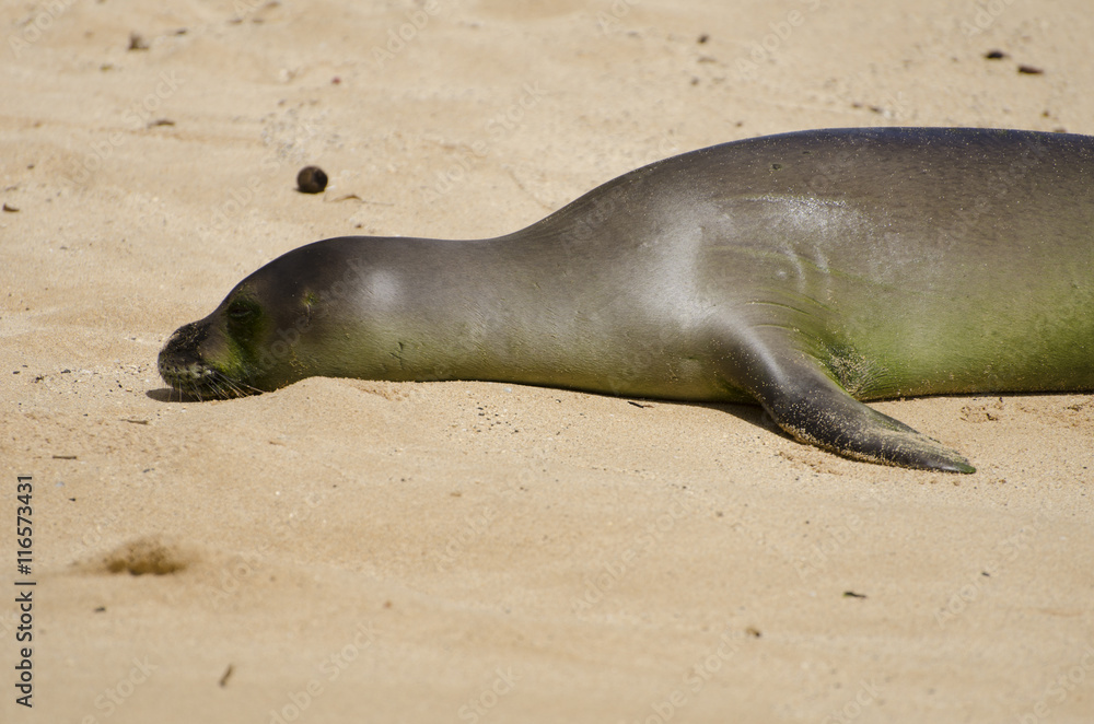Fototapeta premium Baby Hawaiian Monk Seal laying on the beach.