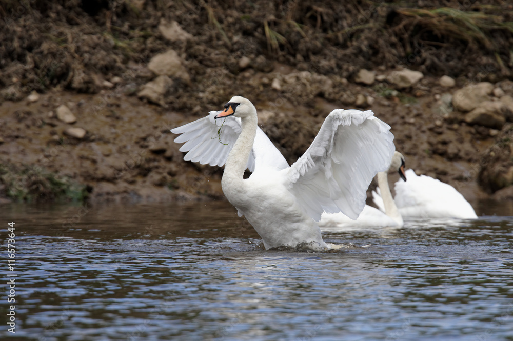 Fototapeta premium Mute Swan, cygnus olor